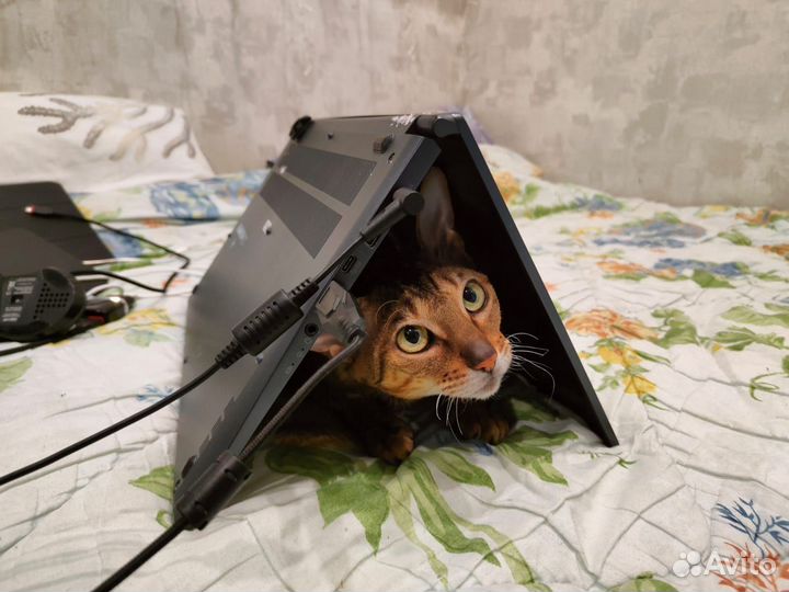 Кошка в добрые руки