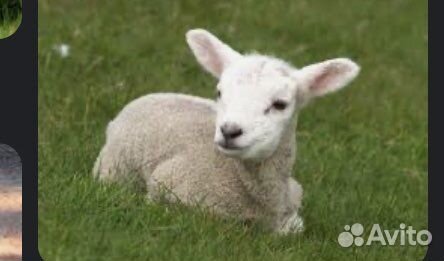 Овцы бараны ягнята
