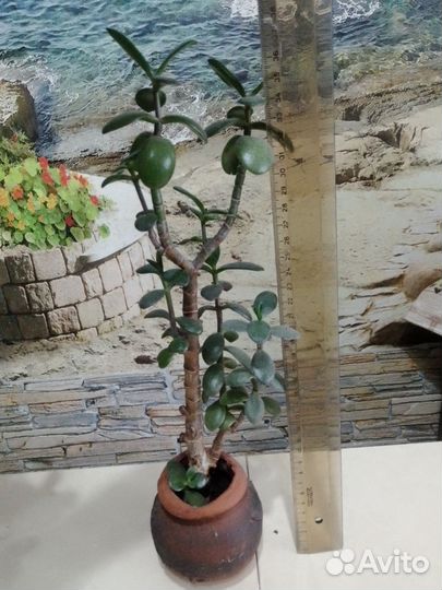 Денежное дерево