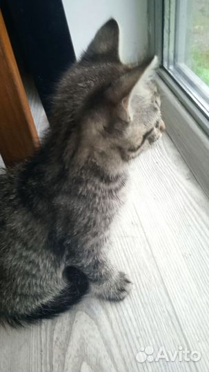 Котик милый, любознательный