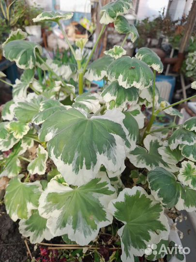 Комнатные растения цветы