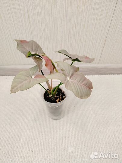 Сингониумы ч.2