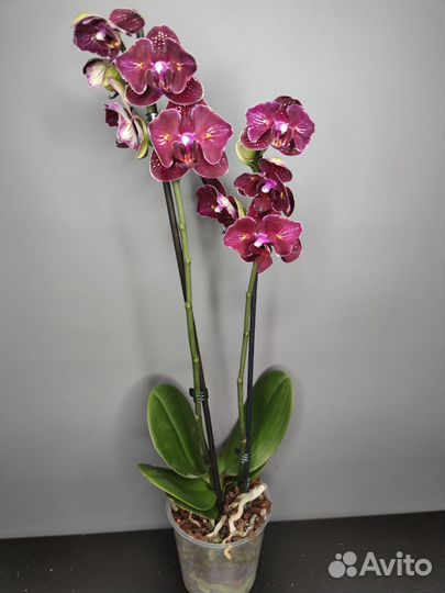Орхидея Черри Бомб бабочка