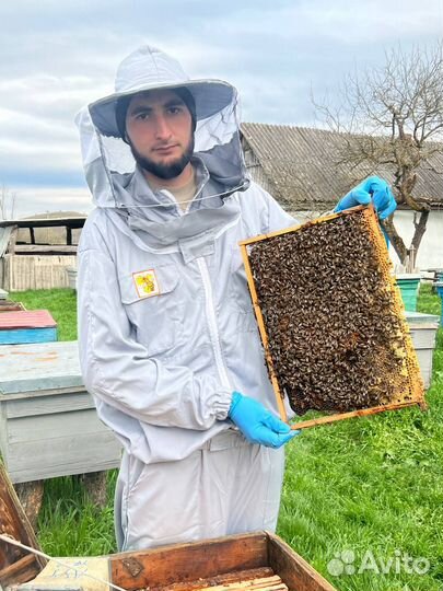 Пчелы пчелопакеты