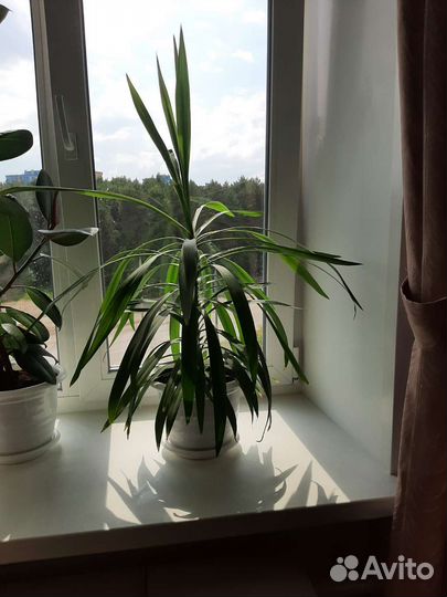 Юкка пальма с горшком