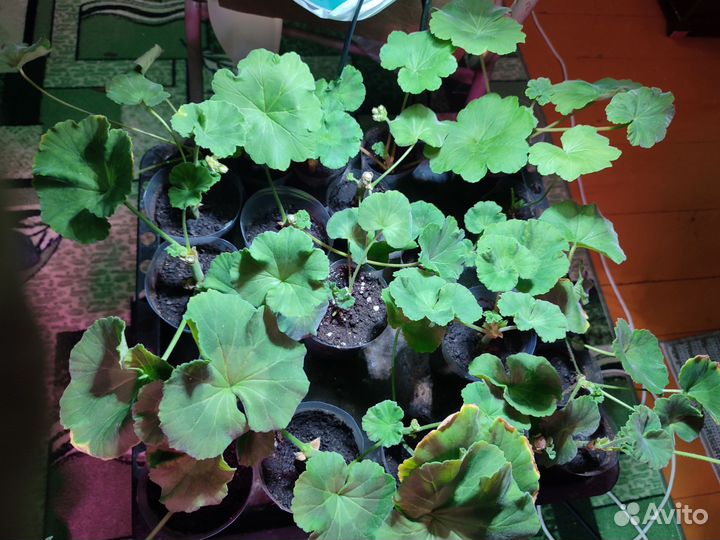 Герань пеларгония розовая