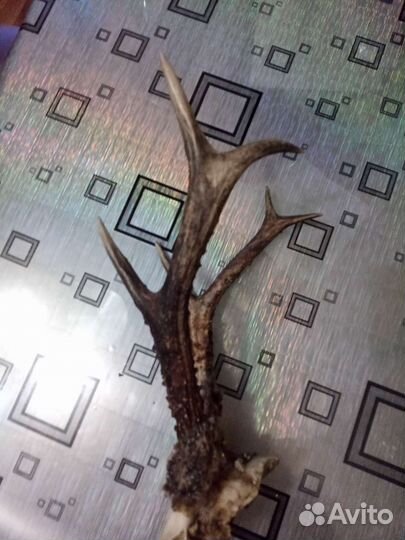 Рога косули