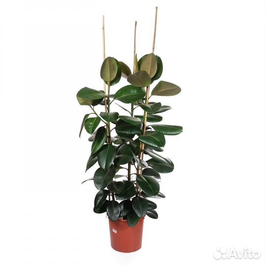 Растения для офиса и дома