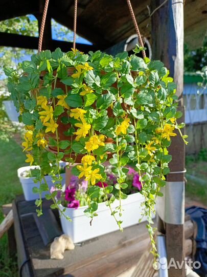 Вербейник монетчатый