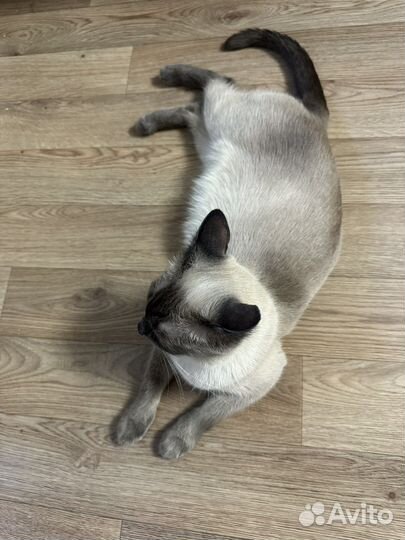 Тайские котята 2 мес