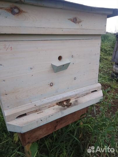 Мёд таежный