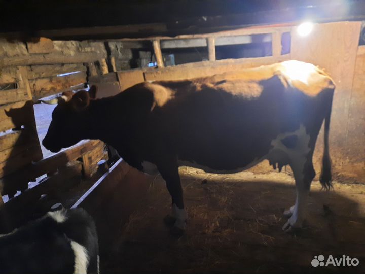 Продам корову с бычком