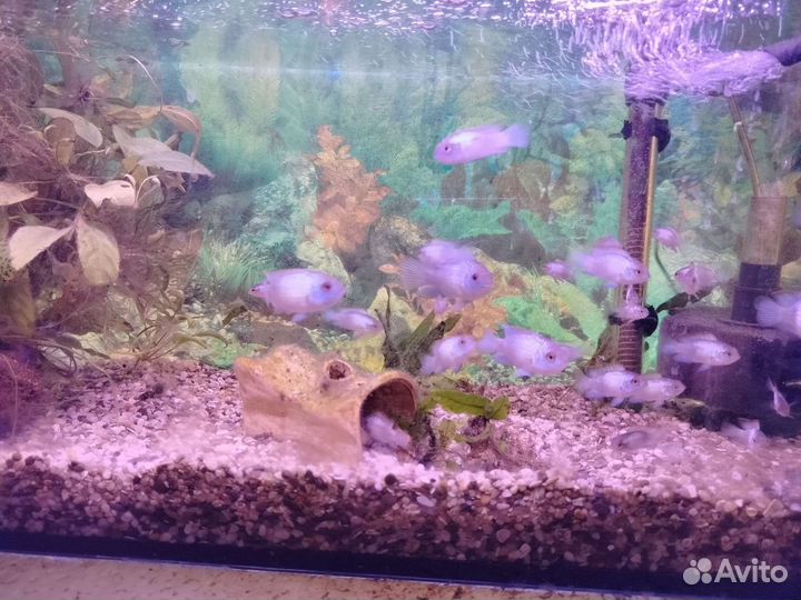 Аквариумные рыбки