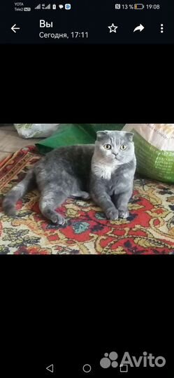 Кошка