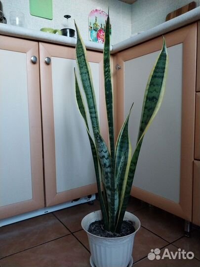 Сансевиерия