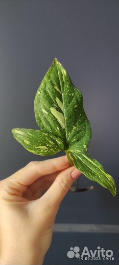 Сингониум ред спот триколор