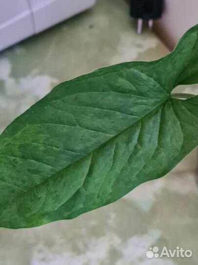 Сингониумы сортовые