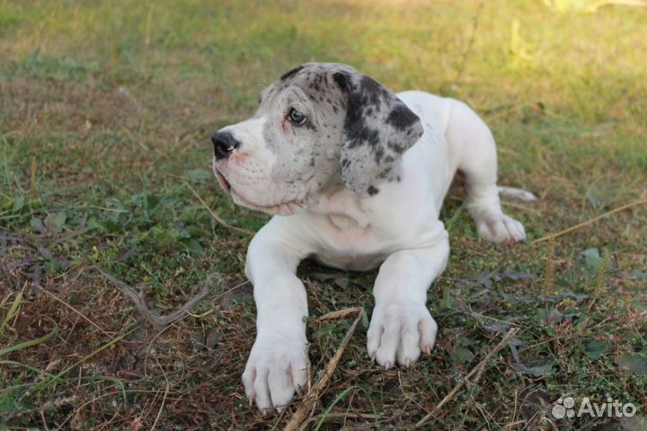 Черно-мраморные щенки