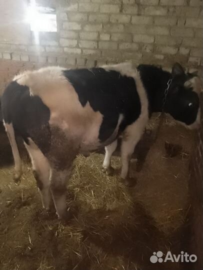 Бычки на откорм