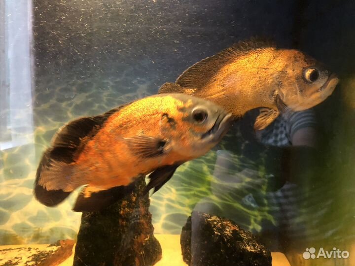 Астронотусы (пара)