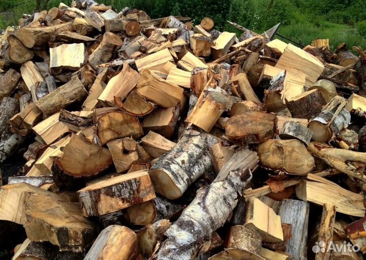 Береза на выбор