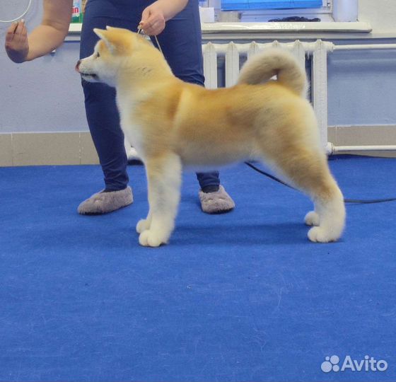 Щенки акита ину