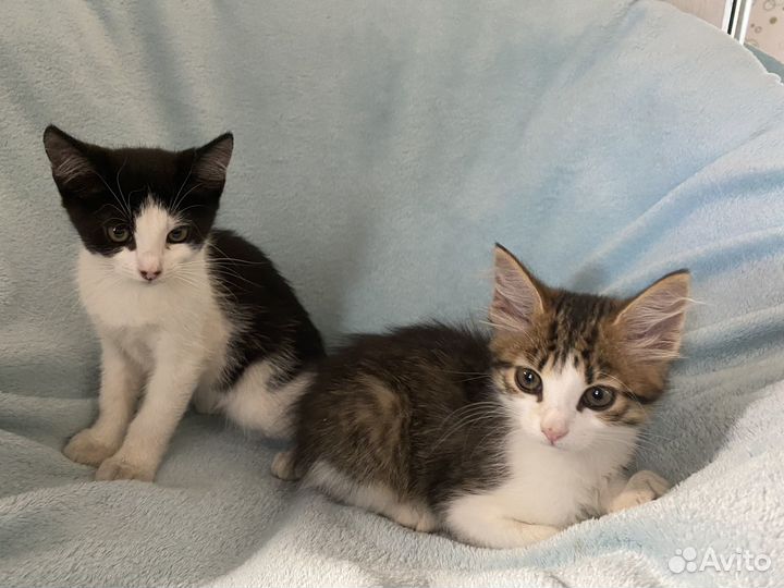 Кошка в дар бесплатно