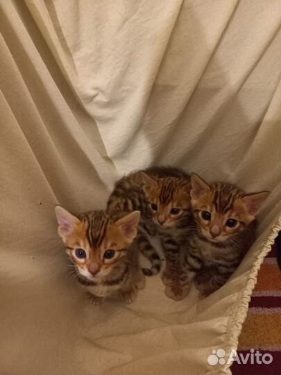 Бенгальские котята