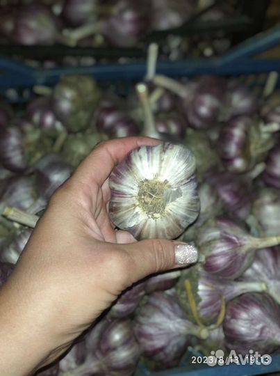 Чеснок 10кг