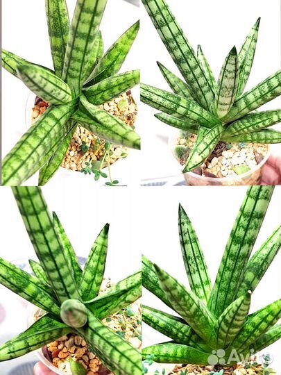 Сансевиерии сортовые