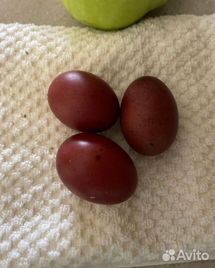 Семьи маран, леггорн, молодки легбар