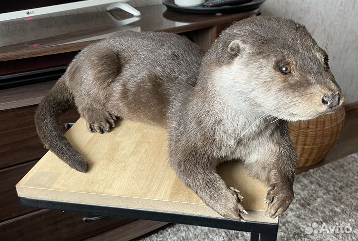 Чучело Выдра на манекене