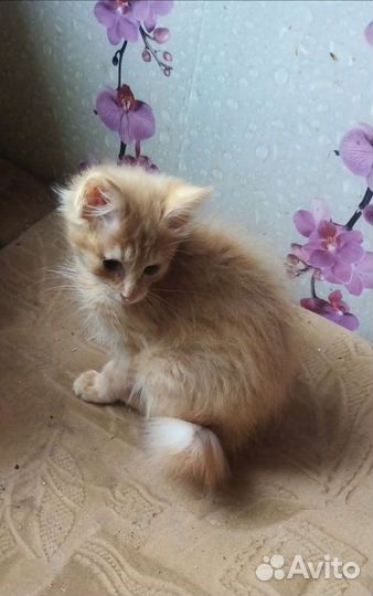 Курильский бобтейл