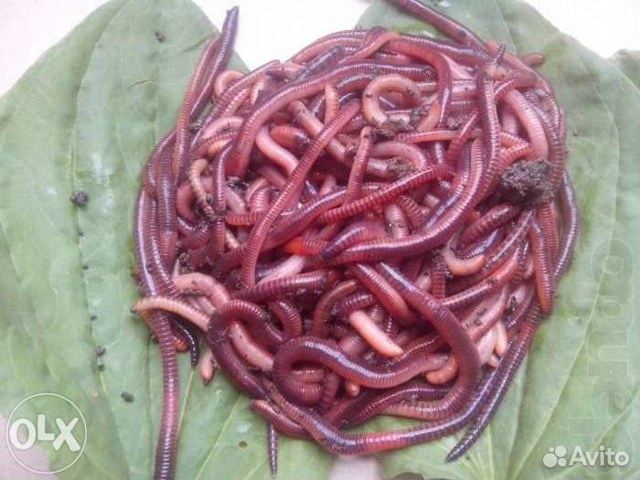 Черви для рыбалки