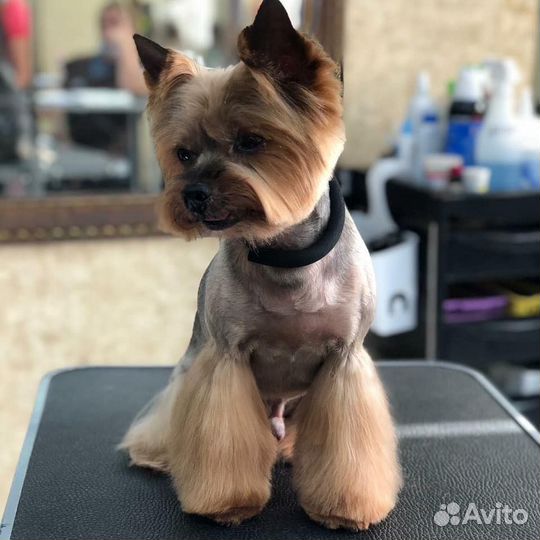 Стрижка собак грумер