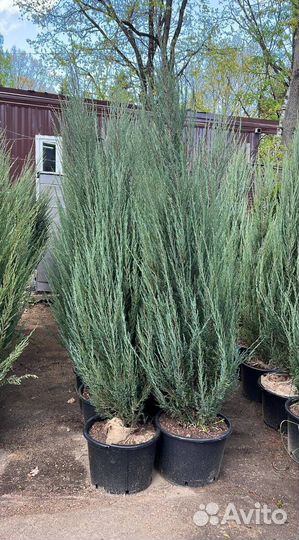 Можжевельник колоновидный Блю Эрроу