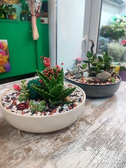Мини- садики с суккулентами