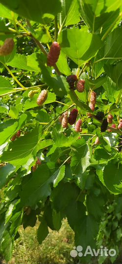 Шелковица черная