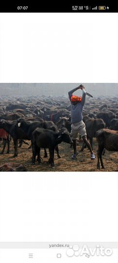 Забой скота птицы