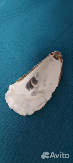 Раковины устриц