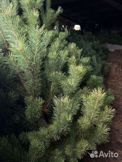 Елки (сосна) оптом