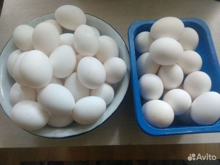 Домашние куриные яйца