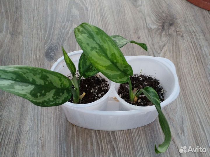 Хлорофитум,Кордилина,Аглаонемы,Хойя,Аихризон