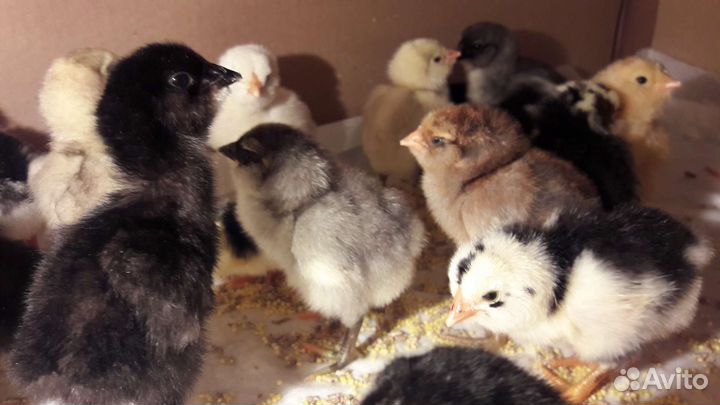 Куры петухи