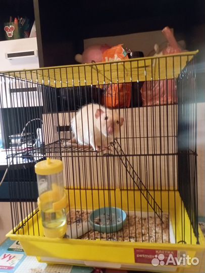 Крыса дамбо мальчик