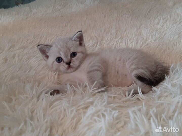 Котята шотландцы