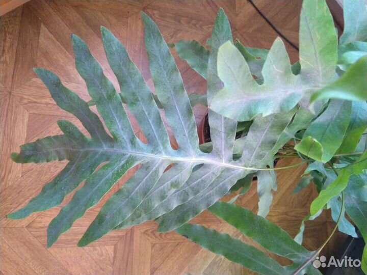 Папоротник Флебодиум Блю Стар