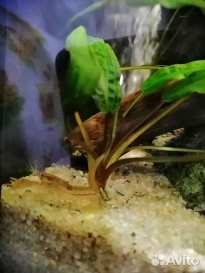 Болотный карликовый рак