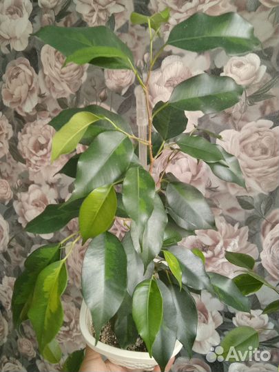 Фикус Денилайт