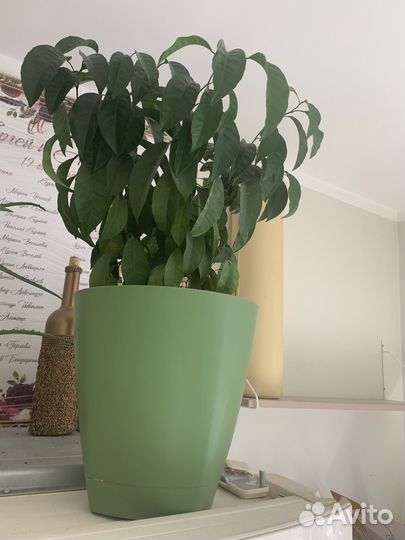 Мандариновое дерево